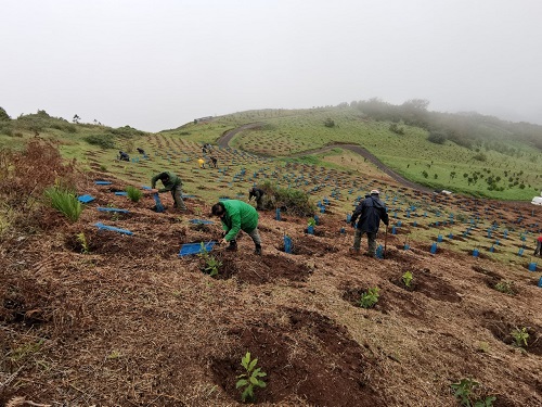 12.100 Bäume werden auf dem Gipfel von Gran Canaria gepflanzt