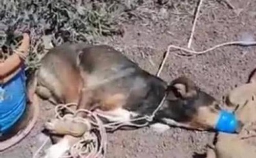 Angeketteter Hund ausgehungert und voller Tumore gefunden