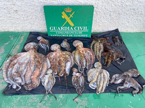 Illegale Oktopus-Fischerei auf Teneriffa