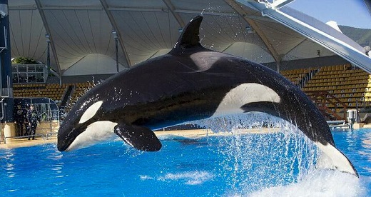 Wal im Loro Parque auf Teneriffa gestorben