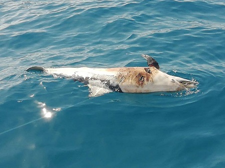 Wal-Leiche südlich von Lanzarote entdeckt