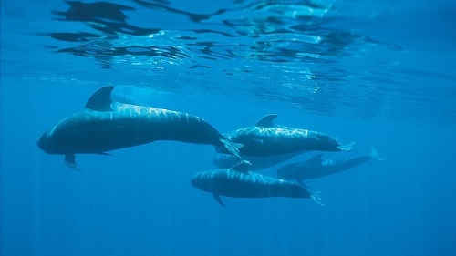 Forschung über Wale und touristischer Beobachtung
