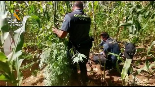 Guardia Civil deckte Marihuana-Plantage in San Mateo auf Guardia Civil deckte Marihuana-Plantage in San Mateo auf