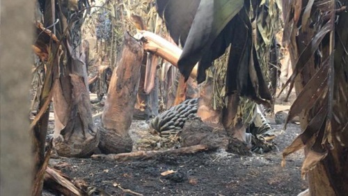 La Palma-Feuer zerstört mindestens 6 Landwirtschaftsbetriebe