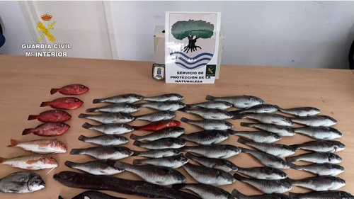 Mehr als 57 Kilo illegaler Fisch beschlagnahmt