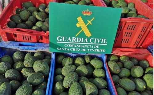 Mehr als 8000 Kg Avocados von Fincas gestohlen