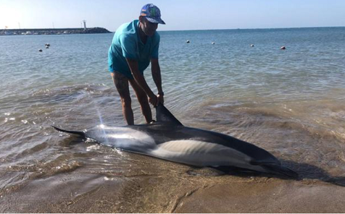 Delfin an Ufer gestorben