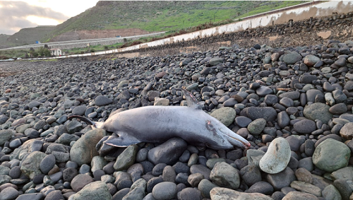 Gestrandeter Delfin gefunden