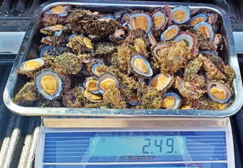 Fast 50 Kilo illegal gefangener Fisch und Meeresfrüchte sichergestellt Fast 50 Kilo illegal gefangener Fisch und Meeresfrüchte sichergestellt