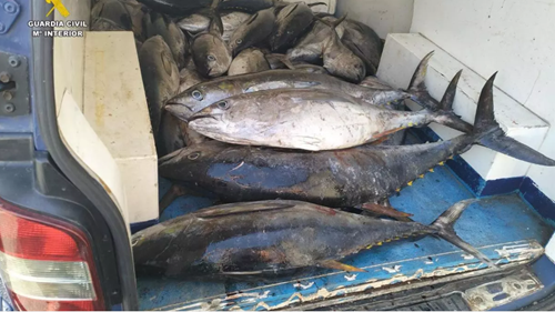 Mehr als 440 Kilo Fisch beschlagnahmt