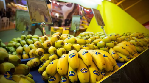 Erneut schwieriges Jahr für kanarischen Bananenproduzenten